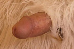 娇小粉b嫩bmode性bbc性